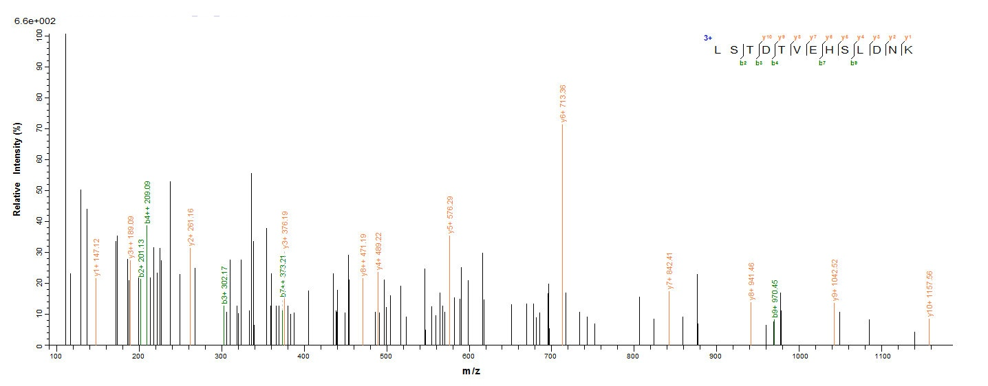 Human CASP2 Protein蛋白，orb24630