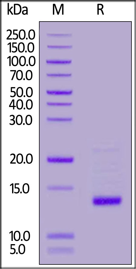GDF-2 重组蛋白，orb1231506，biorbyt