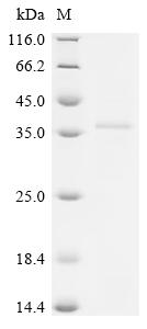 重组蛋白 Human herpesvirus 6B Enve