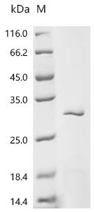 重组蛋白 Sulfolobus solfataricus R