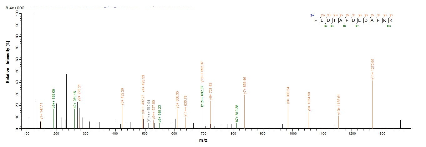 Mouse Ogdh Protein蛋白，orb358420