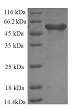 Human ANX6 Protein蛋白，orb245048