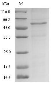 E.coli GCY1 Protein蛋白，orb24649