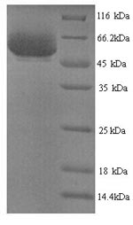 Yeast ipaH9.8 Protein蛋白，orb246