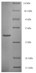 Bacterial iagB Protein蛋白，orb35