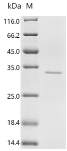 重组蛋白 Human Transcriptional enh