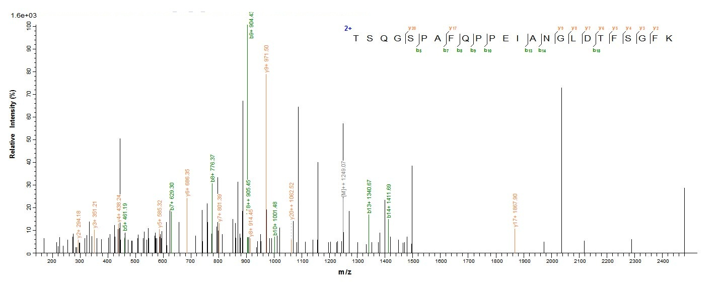 Human STK11 Protein蛋白，orb24483