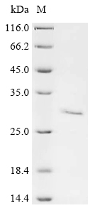 重组蛋白 Mouse Granzyme K (Gzmk)，o