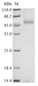 Human CCRL2 Protein蛋白,orb14768