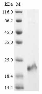 重组蛋白 Human Protein蛋白 cereblon 