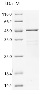 重组蛋白 Human Transcriptional enh