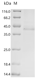 重组蛋白 Human herpesvirus 6A Imme