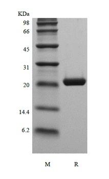 重组蛋白 Murine Cardiotrophin-1，or
