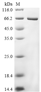 Gallus Chicken Lysozyme g Prot