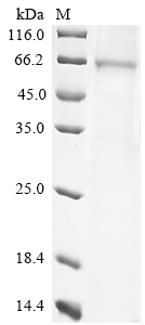 Mouse Dsg3 Protein蛋白，orb147720