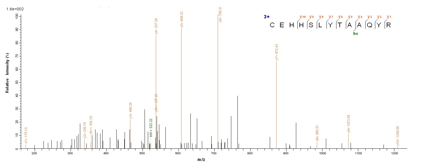 Mouse Ly75 Protein蛋白，orb244357