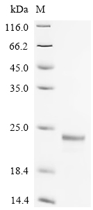 重组蛋白 Mouse Fatty acid-binding 