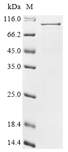 重组蛋白 Human CD44 antigen (CD44)