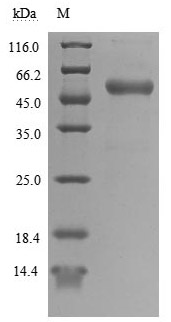 重组蛋白 Human T-cell antigen CD7