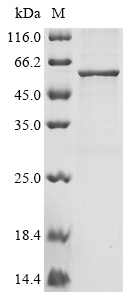 Severe acute respiratory syndr