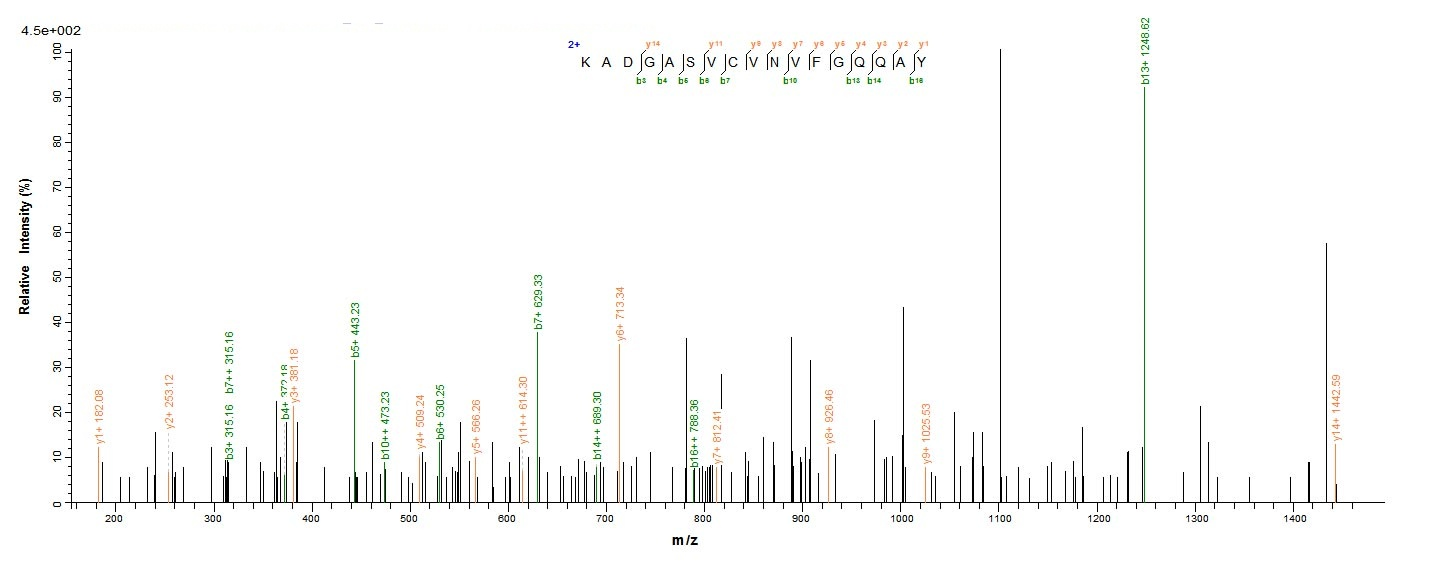 E.coli BALF5 Protein蛋白，orb2447