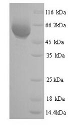 Yeast BBE1 Protein蛋白，orb246083