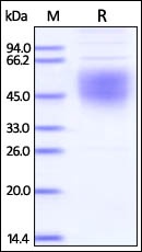 Ebolavirus Glycoprotein 重组蛋白，o