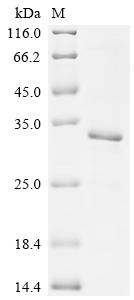重组蛋白 Human Transcriptional enh