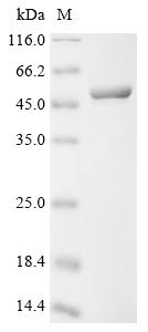 重组蛋白 Human Phosphoglycerate ki