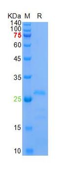 重组蛋白 Chinese cobra Cytotoxin 1