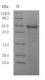 Bacterial ompK Protein蛋白，orb35