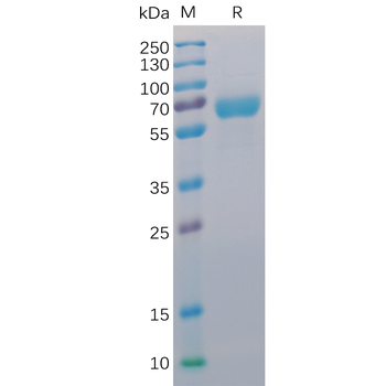 Human PD-1 Protein蛋白, mFc-His 