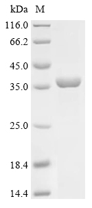 重组蛋白 Leptospira interrogans se
