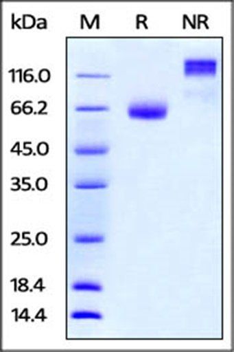 Mouse PD-L2 Protein蛋白, Fc Tag，