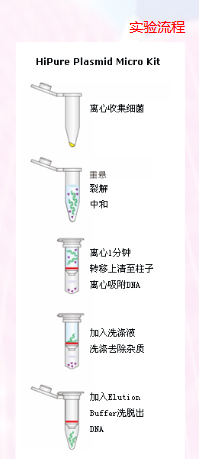 质粒快速小提试剂盒 