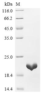 重组蛋白 Bartonella quintana 10 kD