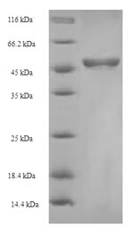Bacterial ompA Protein蛋白，orb35