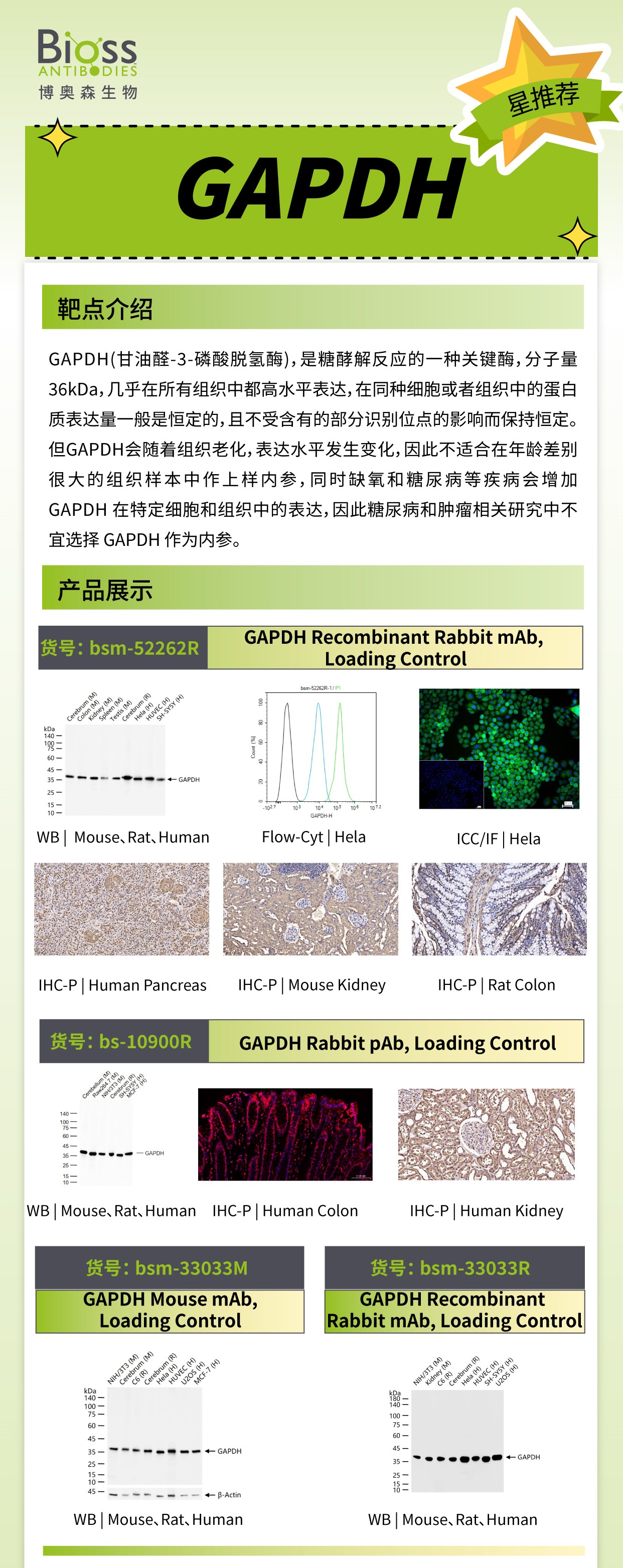 博奥森 星推荐 | GAPDH 抗体