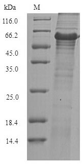 Bacterial egsA Protein蛋白，orb35