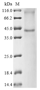 Mouse P2yr13 Protein蛋白，orb1477
