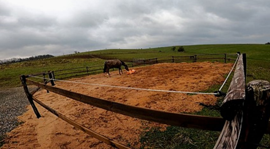 環(huán)境決定行為？關(guān)于馬匹的新物體測試