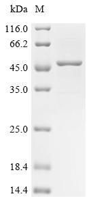 重组蛋白 Eucalyptus gunnii Caffeic