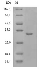Drosophila RpII215 Protein蛋白，o