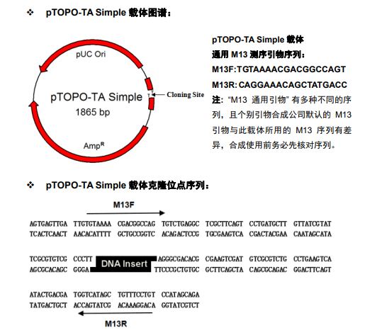 CV15-零背景TA克隆,不含多克隆酶切位点MCS