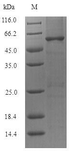 Bacterial groL Protein蛋白，orb35