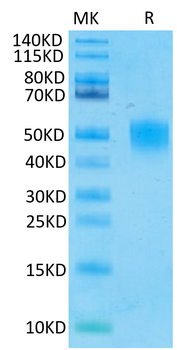 重组蛋白 human CD200 / OX-2 Protei