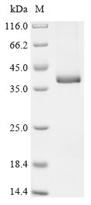 重组蛋白 Mouse Growth/differentiat