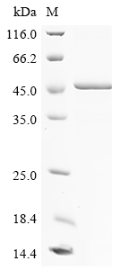 Human OLFML1 Protein蛋白，orb1477