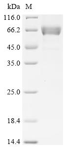 重组蛋白 Human Transmembrane Prote