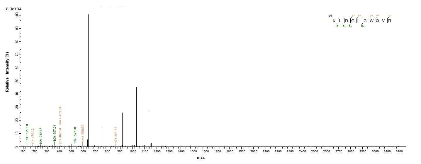 Human C8G Protein蛋白，orb246304，